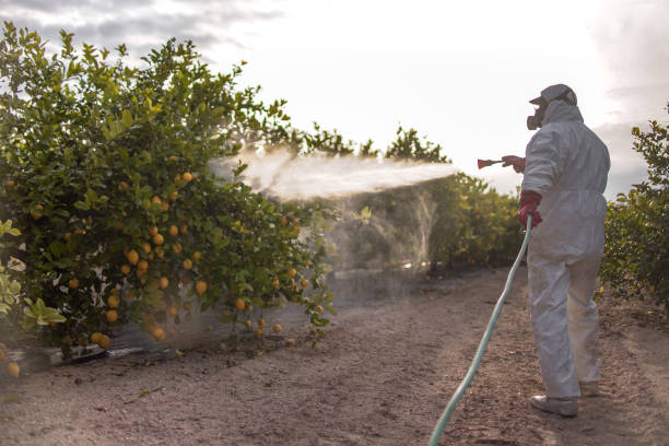 Best Pest Control Near Me  in Minorca, LA
