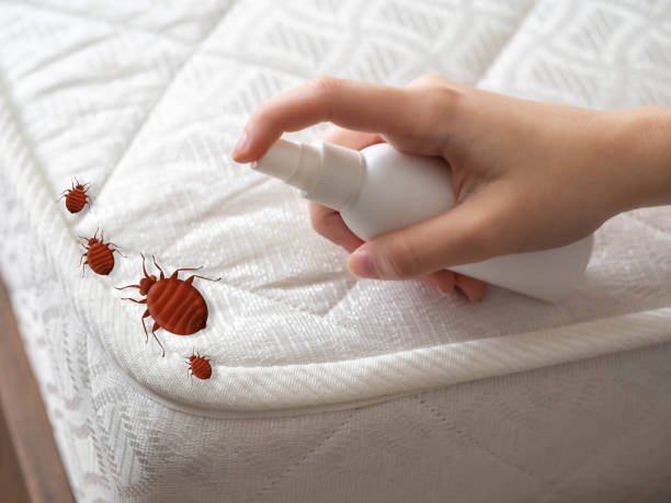 Best Bed Bug Extermination  in Minorca, LA
