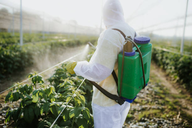 Best Emergency Pest Control  in Minorca, LA